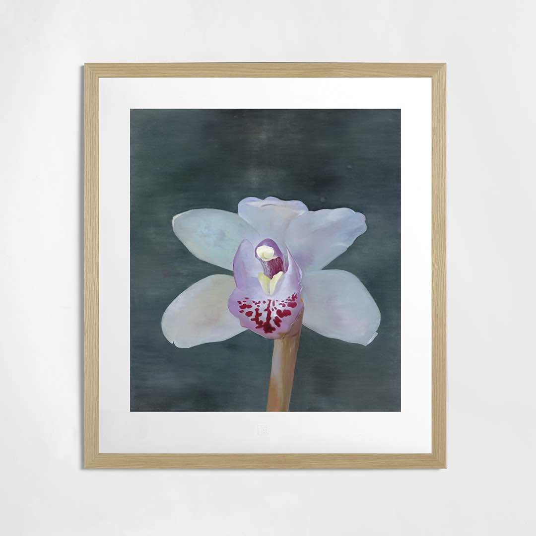 Petr Nikl | Orchidea XIII