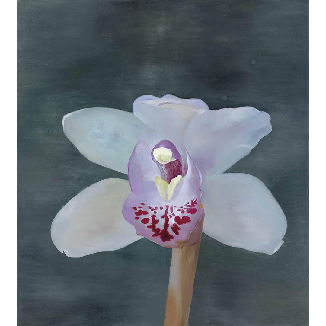 Petr Nikl | Orchidea XIII
