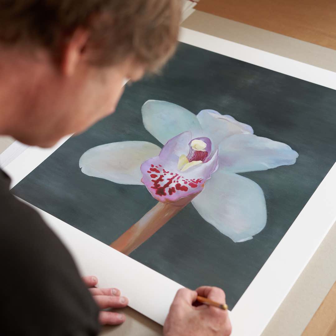 Petr Nikl | Orchidea XIII