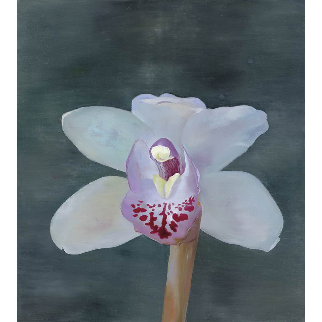 Petr Nikl | Orchidea XIII